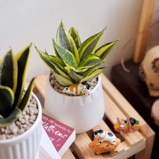 Cây lưỡi hổ vàng MIX CHẬU để bàn