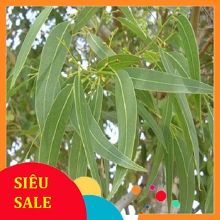 1kg lá bạch đàn tươi - hàng có sẵn