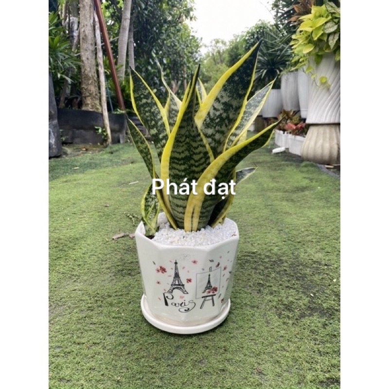 Lưỡi hổ thái có chậu