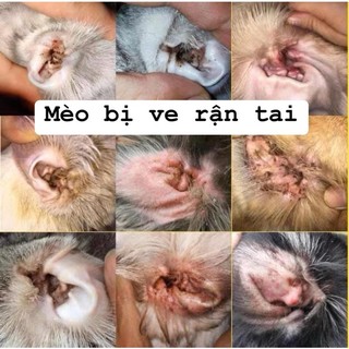 Nhỏ rận tai cho mèo