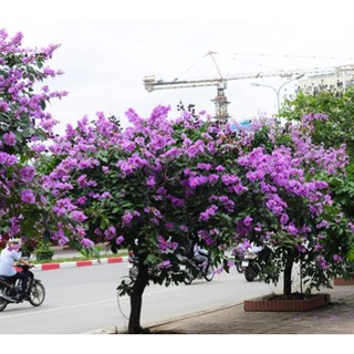 Cây giống Hoa Bằng Lăng Tím- cây công trình