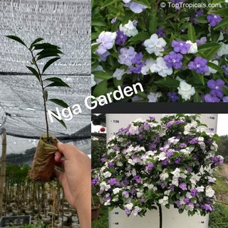 20 cây giống hoa nhài nhật nhỏ