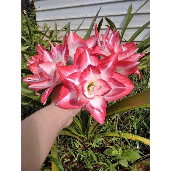 Bán lan huệ blossom peacock (củ tàn hoa k kèm củ con) như hình mình đăng mọc tại vườn.