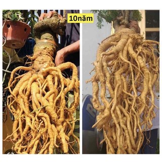 củ đinh lăng tươi 5kg
