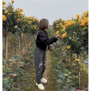 Cây hoa dâm bụt vàng kép cao 60-70cm