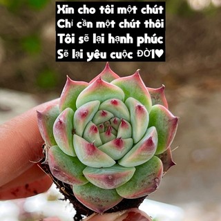 Cây sen đá bánh bao lửa size mini 2-2,5cm cây cảnh trang trí nhà cửa thuanphat garden