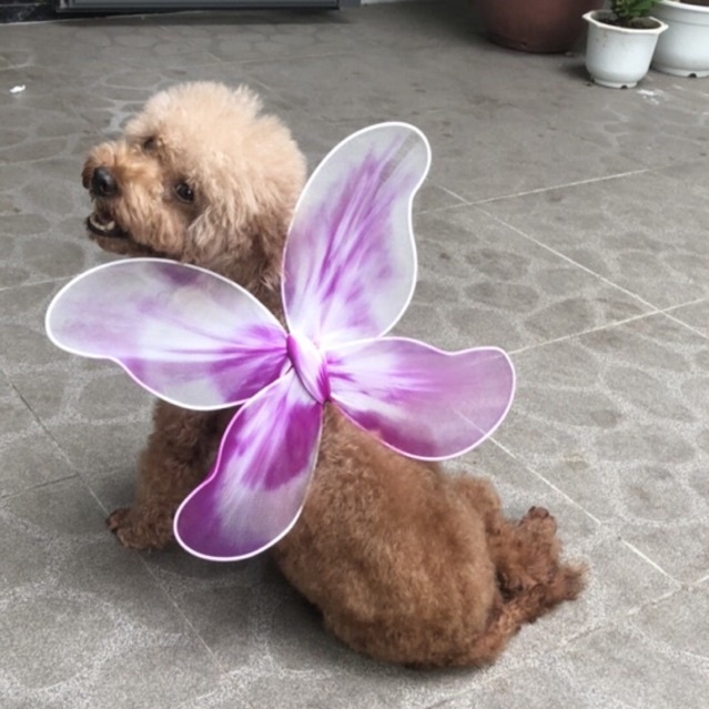 Cánh bướm cánh tiên xinh xắn cho chó mèo