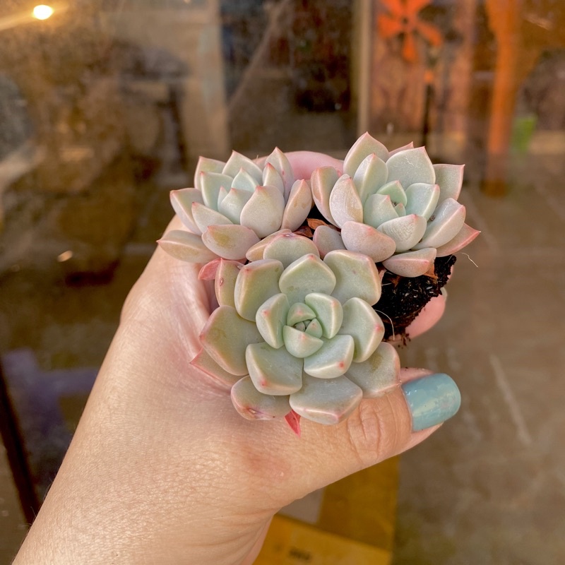Sen Đá Hồng Mini ( 2 - 3cm )