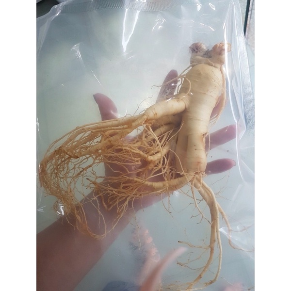 Nhân sâm Hàn Quốc