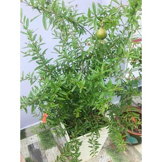 Cây Lựu lùn Ấn Độ trồng chậu (cam kết bảo hành và được kiểm tra hàng trước khi thanh toán)
