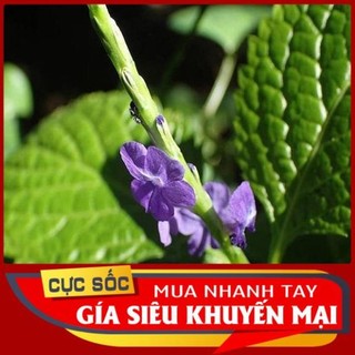 1kg cây Đuôi Chuột tươi - [Thảo Dược Ngọc Ánh]
