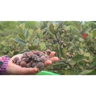 Cây Sim giống Tím