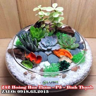 Bình thủy tinh nuôi cá để bàn,chậu cá thủy tinh mini,bình thủy tinh trồng cây thủy sinh