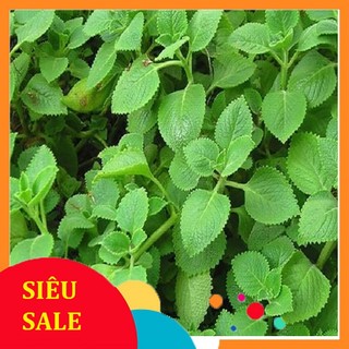 1kg húng chanh tần dày lá tần lá dày bạc hà Síp hỏa tốc 1h nhận hàng