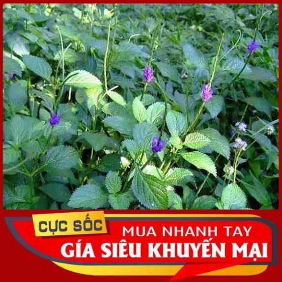 1kg cây Đuôi Chuột tươi - [Thảo Dược Ngọc Ánh]