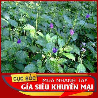 1kg cây Đuôi Chuột tươi -