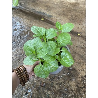 Chậu cây rau mồng tơi