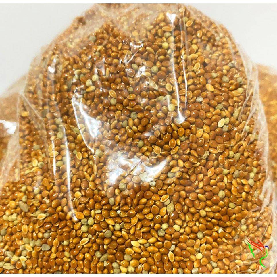 500g Kê đỏ loại to, hạt tròn bóng mẩy cho chim vẹt, sẻ, manh manh nhật, sắc nhật, yến hót, bạc má