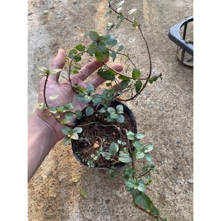 Bạc hà CHOCOLATE MINT (bầu 10cm)