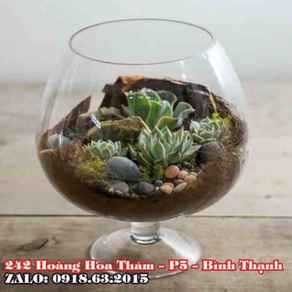 BÌNH THỦY TINH NUÔI CÁ ĐỂ BÀN,CHẬU CÁ THỦY TINH MINI,BÌNH THỦY TINH TRỒNG CÂY THỦY SINH