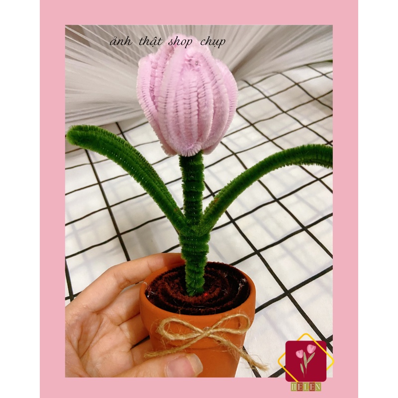 Chậu hoa Tuylip để bàn trang trí, decor, làm quà tặng