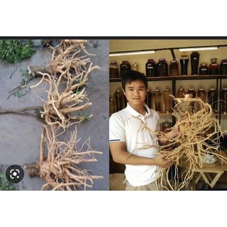 củ đinh lăng tươi 5kg