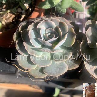 Sen Đá Bắp Cải Tím 🥦🥦🥦 - Size Bầu - Trung