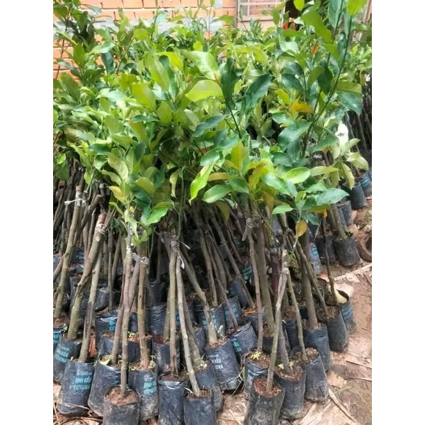 Cây mít tố nữ siêu sai