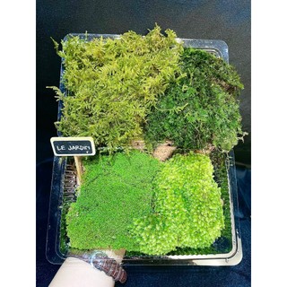 Rêu mix 4-5 LOẠI - rêu terarium Phù Hợp set bình terrarium, gắn lũa, đá hồ bán cạn