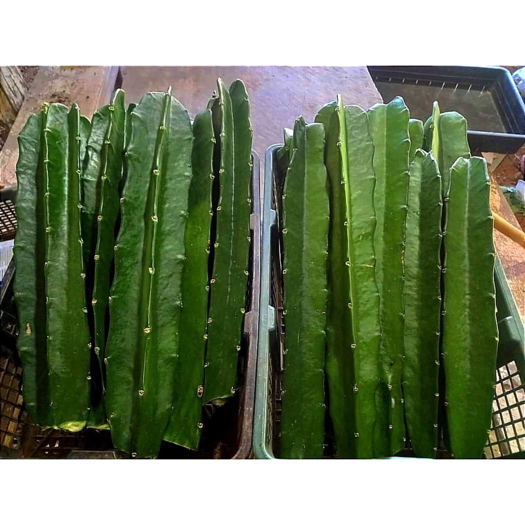 Combo chân tháp và chồi tháp xương rồng gym lem CACTUSONE_SHOP kích thướt chồi 2-3cm