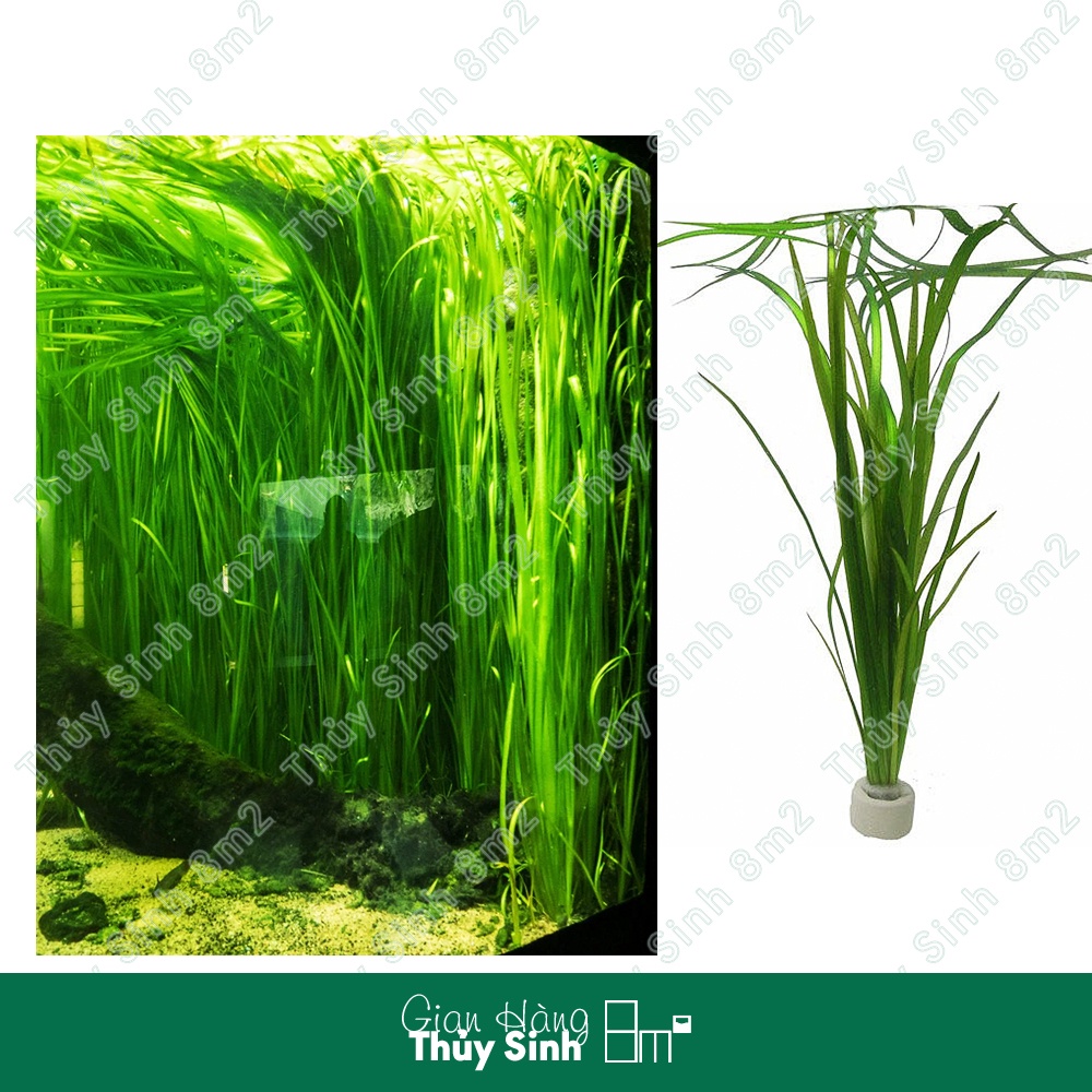 Cây Hẹ Xoắn, Hẹ Thẳng Thủy Sinh | Cây Hậu Cảnh, Không CO2 | 8m2