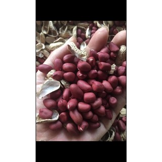 LẠC ĐỎ TÂY BẮC