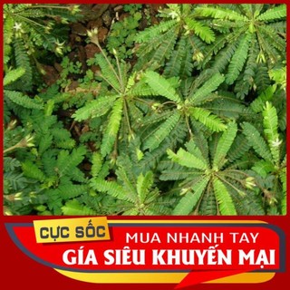 Lá Me tươi 1kg [Thảo Dược Ngọc Ánh]