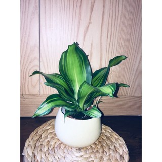 Cây thiết mộc lan mini