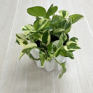 Trầu bà Cẩm thạch, trầu bà Ngọc Thuỷ Chậu gốm/nhựa- Cây cao 15-20cm, trồng trong nhà lọc không khí, Full color Shop.