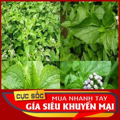 1kg Cỏ Cứt Heo tươi (Cỏ Cứt Lợn tươi, Cây Cứt Heo, Cây Cứt Lợn) - Hàng có sẵn [Thảo Dược Ngọc Ánh]