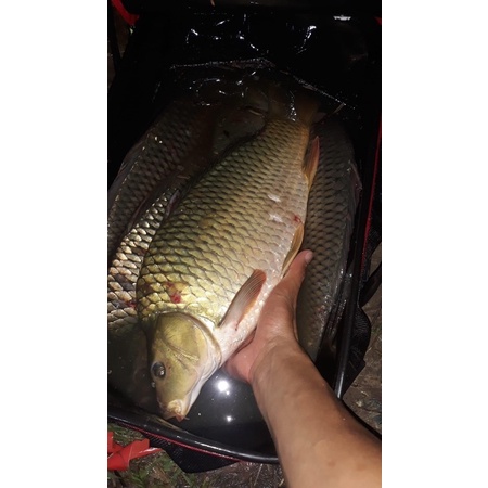 CÁM CÁ THƠM 30% đạm HAID GROUP H9030 . 100% vốn đầu tư của  Singapore .Siêu nhạy ,dụ cá tốt