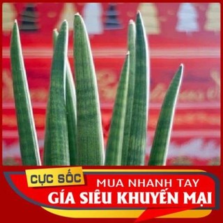 Cây Ngà Voi Tươi (1kg) [Thảo Dược Ngọc Ánh]