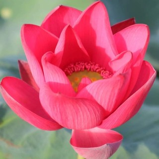 Hạt sen nhị đỏ
