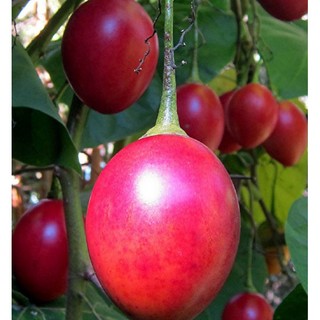 Cây giống cà chua thân gỗ