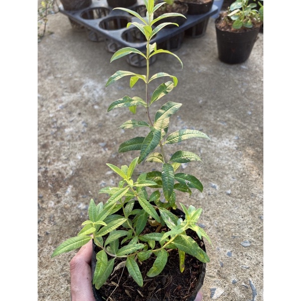 Bạc hà sả chanh Pháp | LEMON VERBENA (rẻ-đẹp)