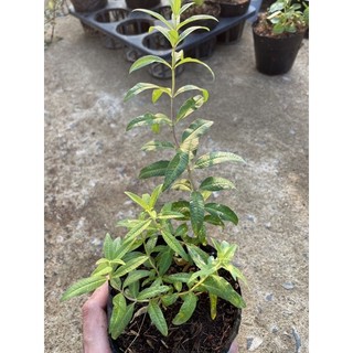 Bạc hà sả chanh pháp | lemon verbena