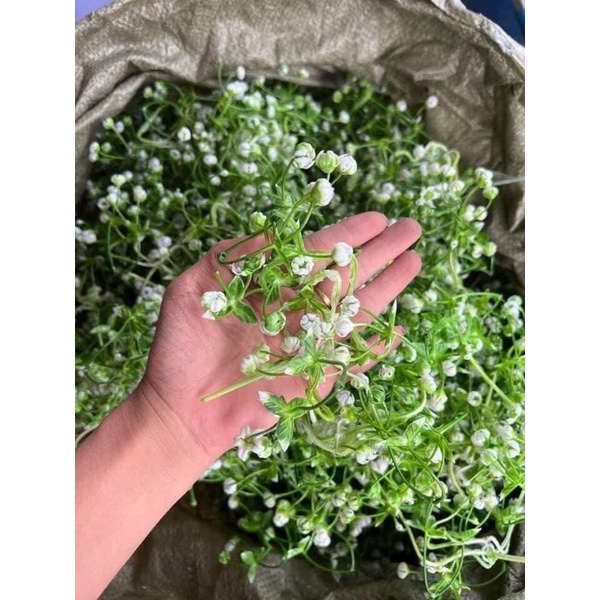 CỎ BI CỤP 100g