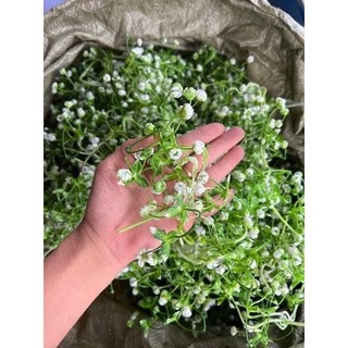 Cỏ bi cụp 100g