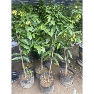 Giống hoa dẻ đổi màu xanh- vàng