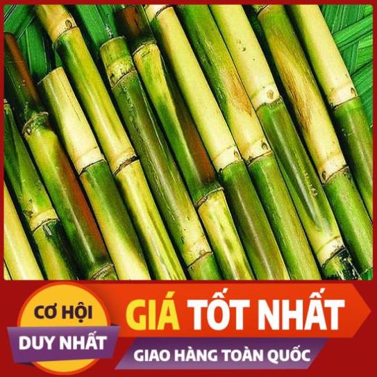 1kg Mía Lau tươi - Hàng có sẵn