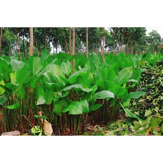 Củ giống cây dong ta gói bánh chưng