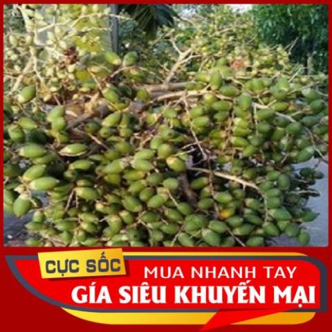 Trái Cau Kiểng  1kg