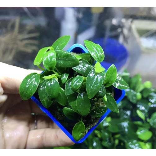 Cây ráy “nana tàu” lá nhỏ