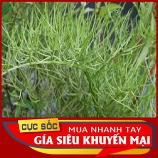 Cây Gạc Nai tươi 1kg